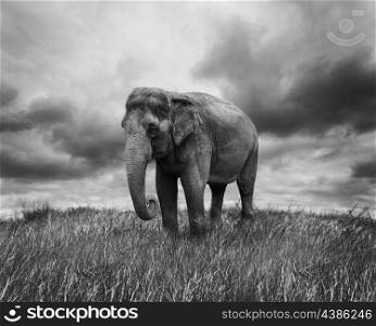 Elephant Walking On The Grass