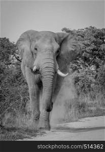 Elephant walking towards the camera in the Kruger National Park, South Africa.