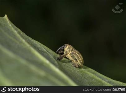 Elephant Weevil, Orthorhinus cylindrirostris, Mumbai, Maharashtra, India