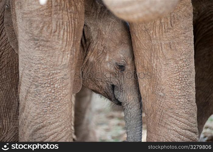 Elephant wildlife in Kenya