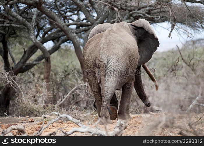 Elephant wildlife in Kenya