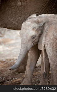 Elephant wildlife in Kenya