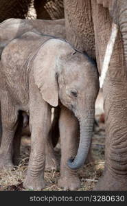 Elephant wildlife in Kenya