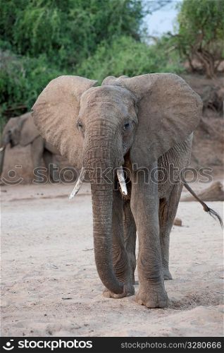 Elephant wildlife in Kenya