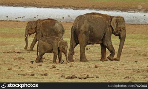 Elephant with calf, Elephas maximus indicus, Nagarhole National Park, Karnataka, India.. Elephant with calf, Elephas maximus indicus, Nagarhole National Park, Karnataka, India