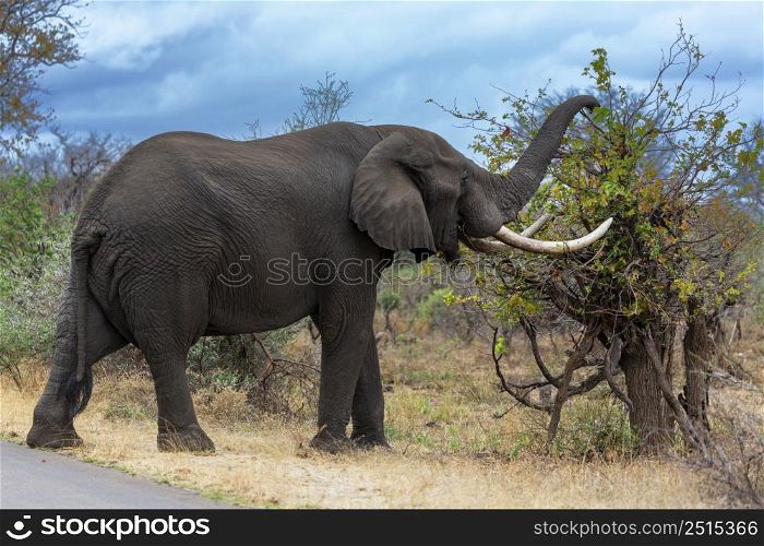 Elephant with large tusks graze on mopani tree Kruger NP South Africa