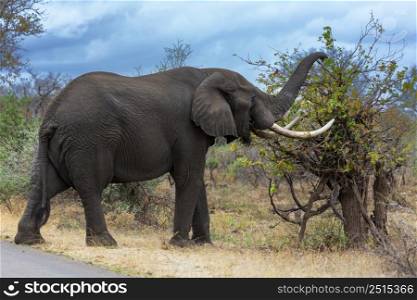 Elephant with large tusks graze on mopani tree Kruger NP South Africa