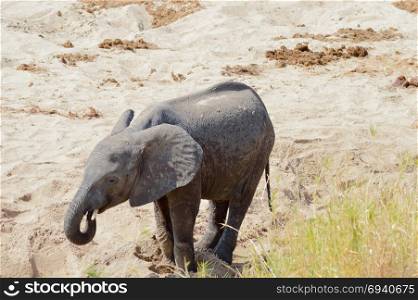Elephanteau looking for a waterhole . Elephanteau looking for a waterhole in Tarangire Park in Tanzania