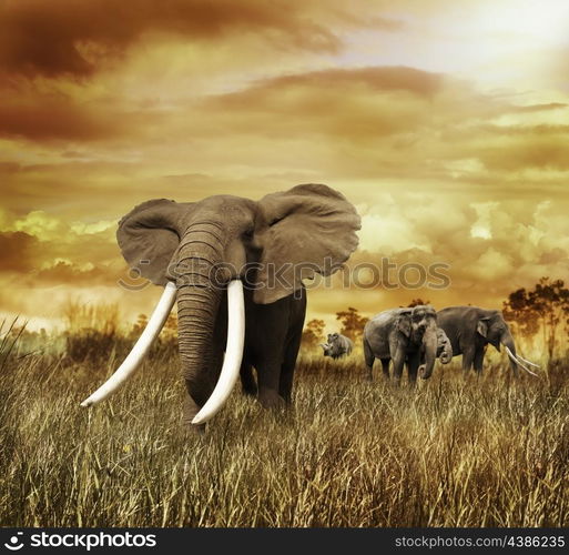 Elephants At Sunset ,Walking On The Grass