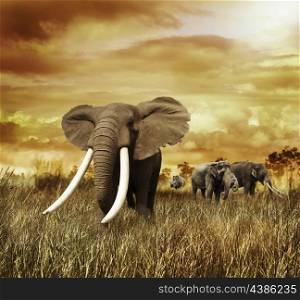 Elephants At Sunset ,Walking On The Grass
