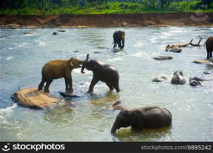 Elephants bath in a river at Pinnawala Elephants Orphanage. Sri Lanka