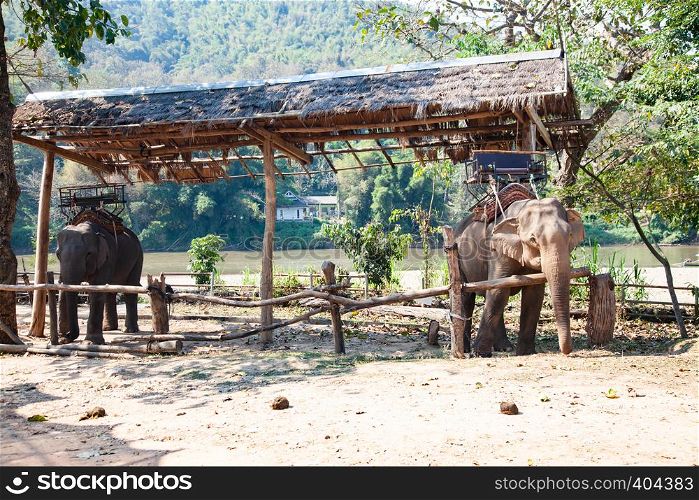 elephants being held captive in an elephant camp Chiang Mai