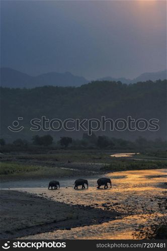 Elephants Crossing Ramganga, Dhikala, Jim Corbett National Park, Nainital?, Uttarakhand, India