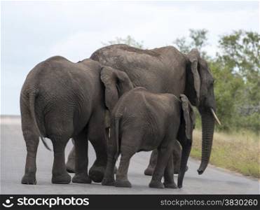 elephants crossing the road national kruger wild park south africa near hoedspruit