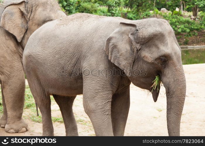 Elephants eating grass. Hays Traveller to the zoo.