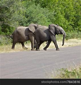 Elephants. Elephant Cross a Road in Kruger National Park