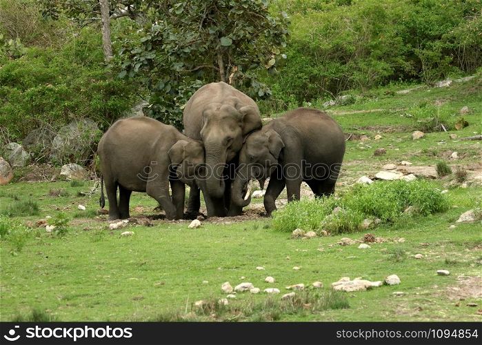 Elephants, Elephas maximus indicus, Nagarhole National Park Karnataka, India