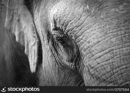 elephants eye