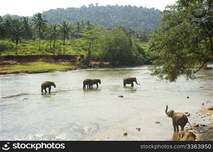 Elephants from the Pinnewala Elephant Orphanage enjoy their daily bath at the local river.