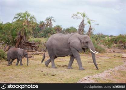 Elephants go across the road, on safari in Kenya