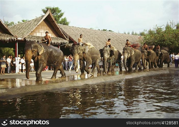 Elephants in a parade, Bangkok, Thailand