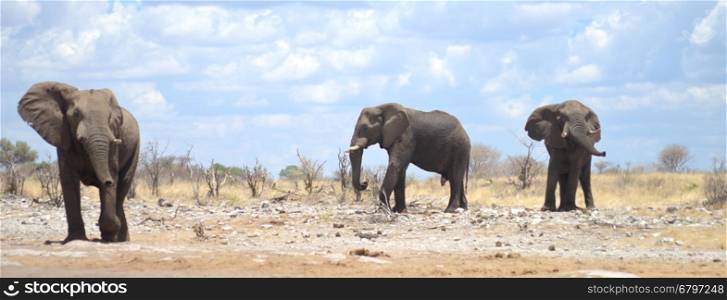 elephants in Africa