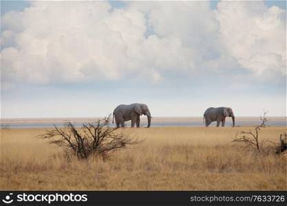 Elephants in african savannah. Travel adventure background.