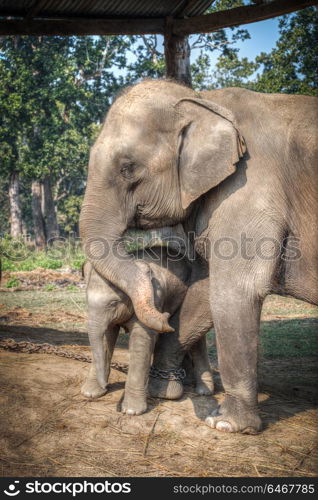 elephants in Chitwan. In the jungles of Nepal