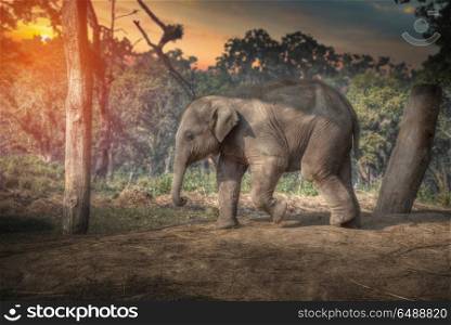 elephants in Chitwan. In the jungles of Nepal. elephants in Chitwan