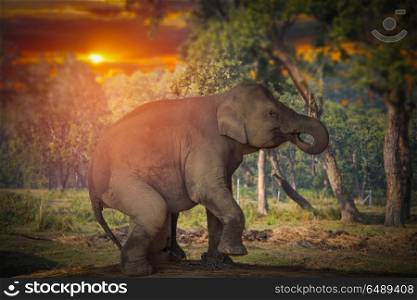 elephants in Chitwan. In the jungles of Nepal. elephants in Chitwan