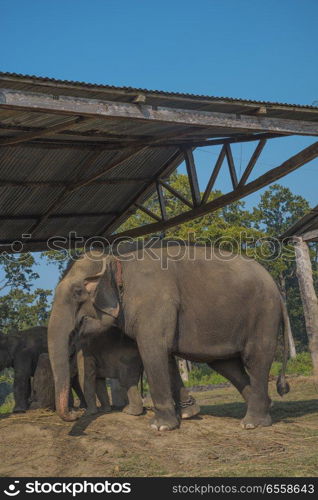 elephants in Chitwan National Park in Nepal.