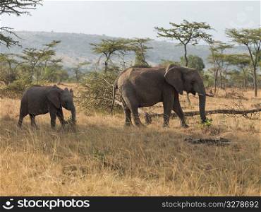 Elephants in Kenya Africa
