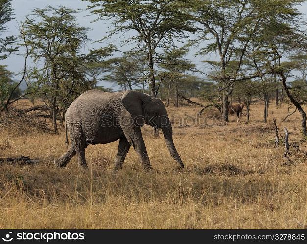 Elephants in Kenya Africa