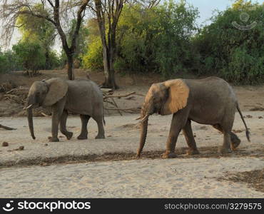 Elephants in Kenya Africa