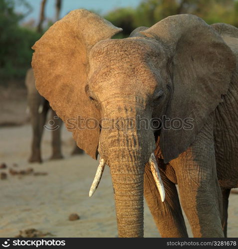 Elephants in Kenya Africa