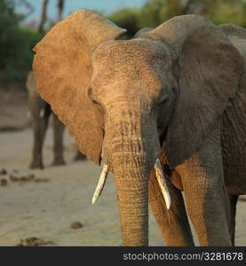 Elephants in Kenya Africa