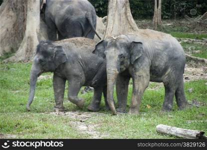 elephants in Malaysia Kuala gandah