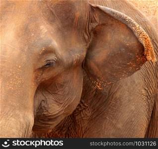 Elephants in sri Lanka