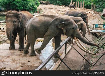Elephants in the zoo of Thailand