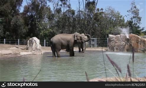 Elephants in water in the zoo