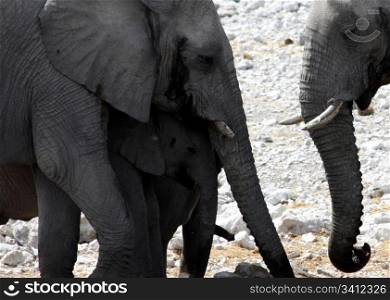 Elephants: mother and son, Namibia, Etosha Park