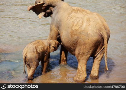 Elephants on Sri Lanka