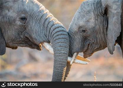Elephants playing in the Kruger National Park, South Africa.