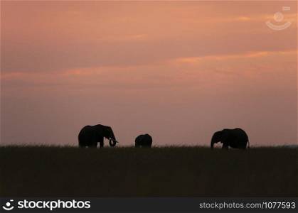 Elephants Silhoutte, Maasai Mara, Kenya, Africa