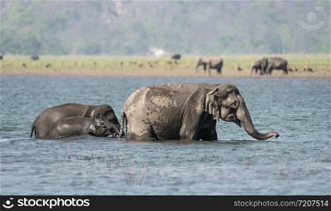 Elephants Taking a bath, Jim Corbett National Park, Uttarakhand , India