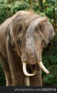 Elephants use their trunks to grasp the dirt and shake them onto the skin of the body.