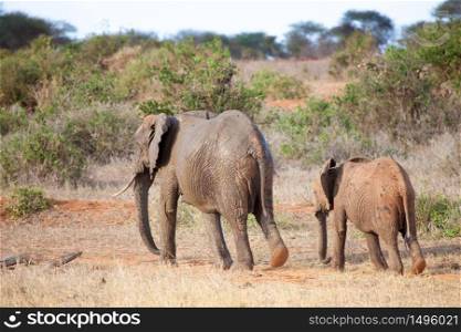 Elephants walking in the scenery of the savannah in Kenya