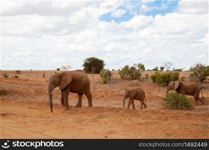 Elephants walking over the savannah, on safari in Kenya