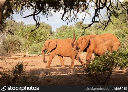 Elephants walking, scenery of Kenya