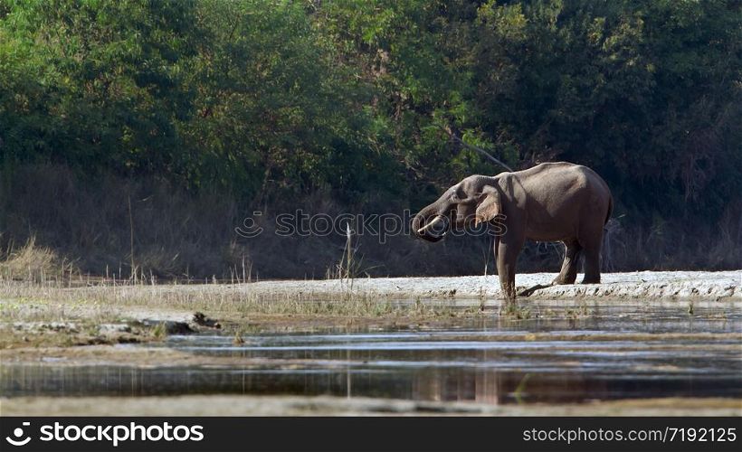Elephas maximus. Asian elephant in Bardia, Nepal